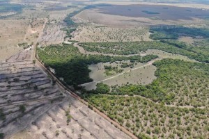 Polícia Civil de Goiás aplica multas de R$2,7 milhões por desmatamento no Rio Araguaia