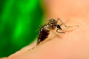 Período sazonal da dengue acende alerta em Goianésia  