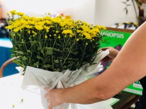 Alta nos preços de flores para o Dia de Finados surpreende consumidores 