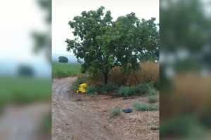 Raio mata duas pessoas e fere três na zona rural de Goianésia   