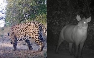 Área preservada em Goiás protege gigantes da fauna do Cerrado
