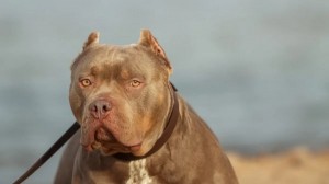 Projeto prevê uso obrigatório de focinheira para pitbulls em Goiás