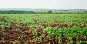 Agrodefesa informa que vazio sanitário da soja começa em 27 de junho e reforça importância do combate às tigueras