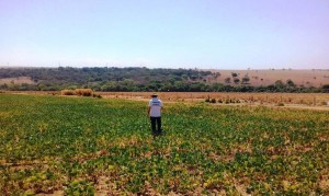 Agrodefesa informa que vazio sanitário da soja começa em 27 de junho e reforça importância do combate às tigueras