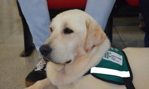IF Goiano abre seleção para pessoas com deficiência visual receberem cão-guia